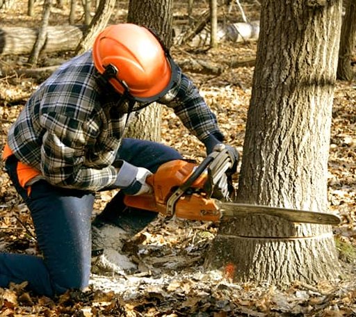 Tree Removal in Hillsdale, MI